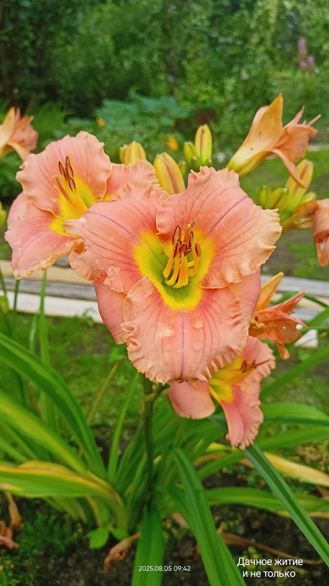 Элегант Кенди лилейник. Фото автора