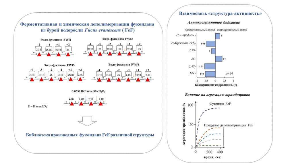    Библиотека фукоиданов