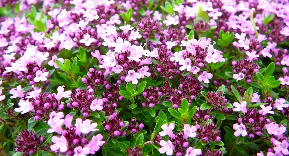 От семян до ароматного чая: как посеять чабрец в феврале и собирать урожай 10 лет подряд