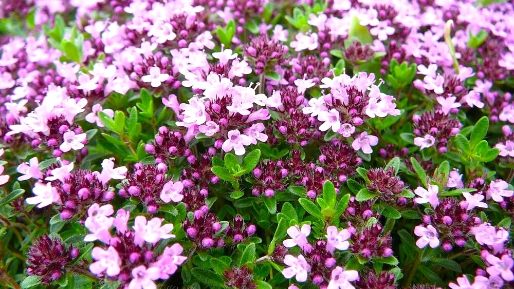Чабрец (тимьян ползучий, Thymus serpyllum) 