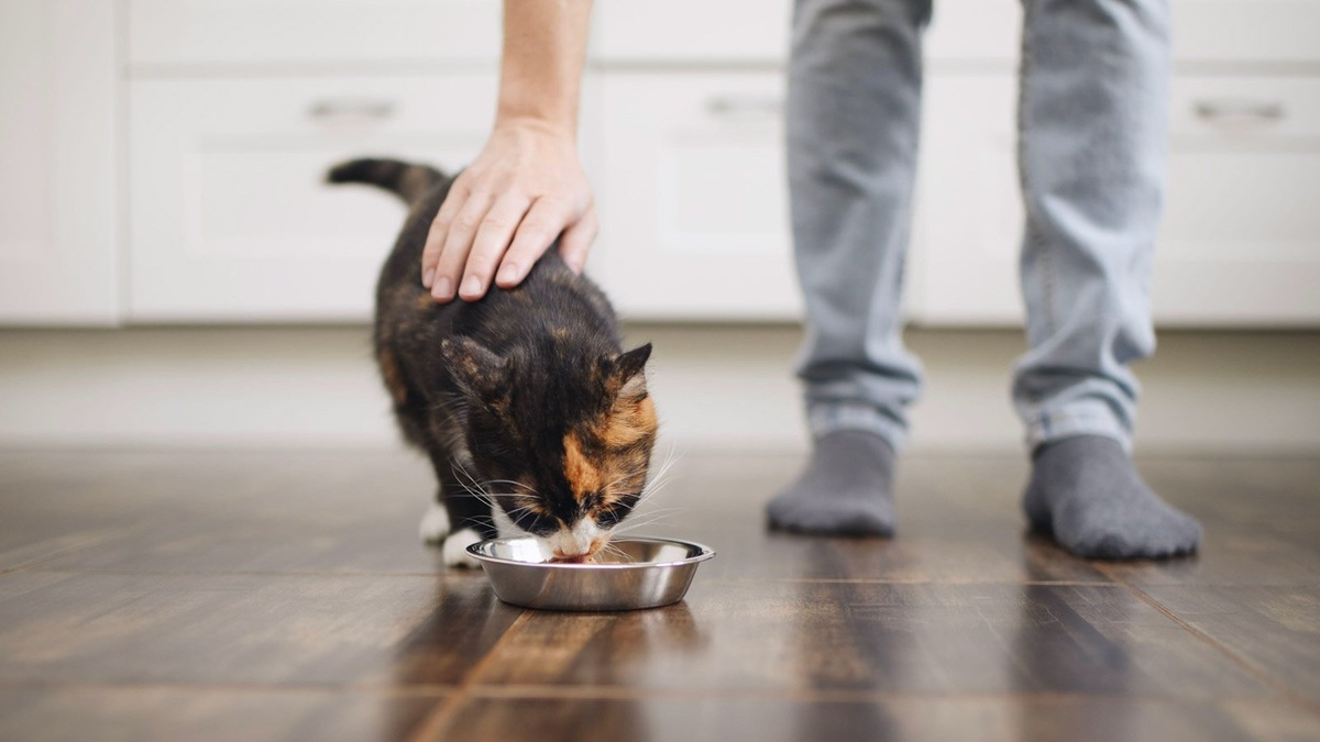    Корм для котят нужно вводить в рацион беременного питомца постепенно