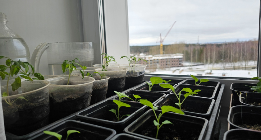    Фото progorod43.ru