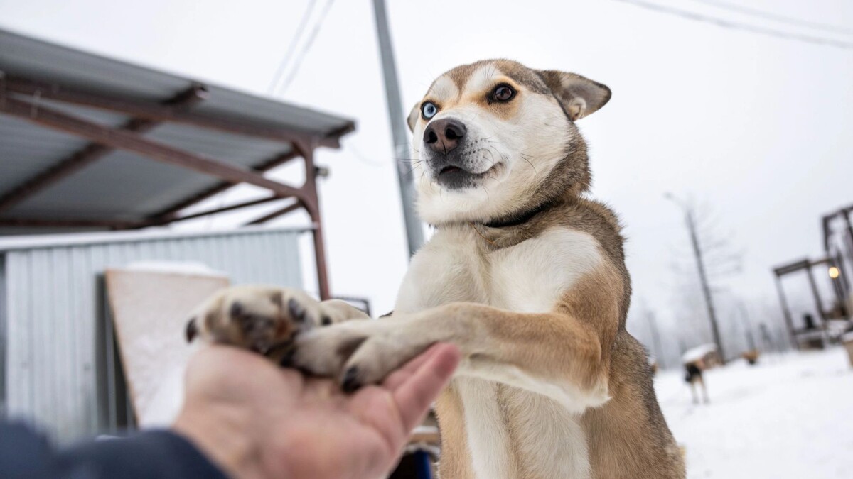    Фото: Федор Воронов/«Ямал-Медиа»