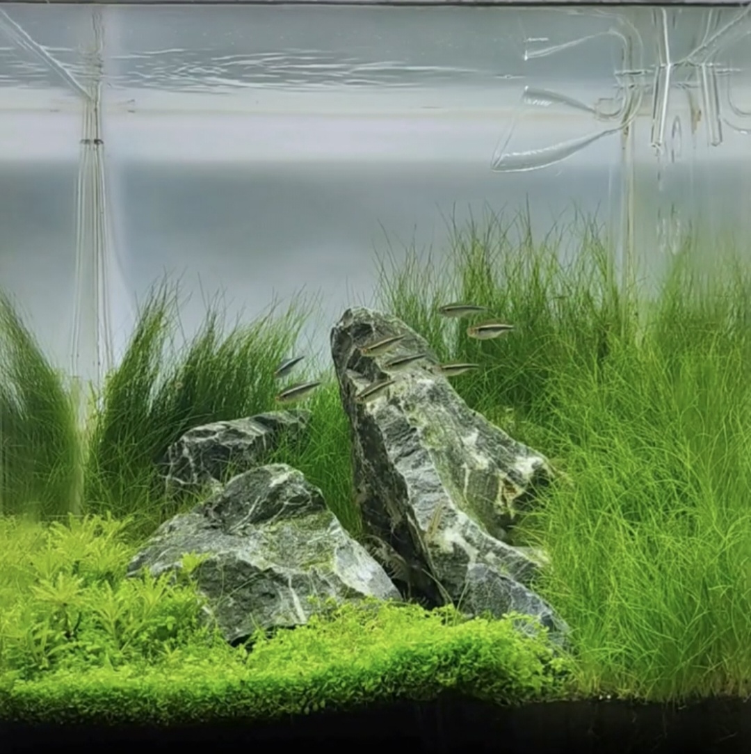 Аквариум с верхним светом 