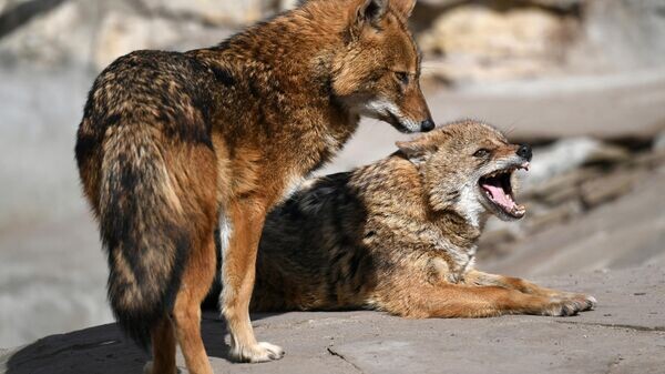    © Sputnik / Максим Блинов