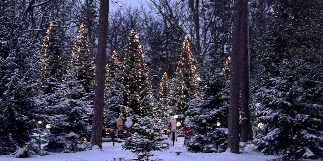Беловежская пуща: что посмотреть и чем знаменит заповедник