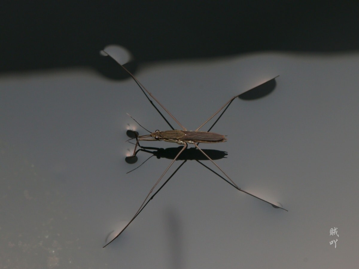    Водомерка болотная Aquarius paludum / © zeiya