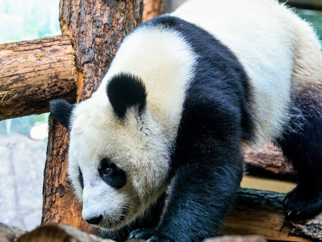   Фото: Москва 24/Лидия Широнина