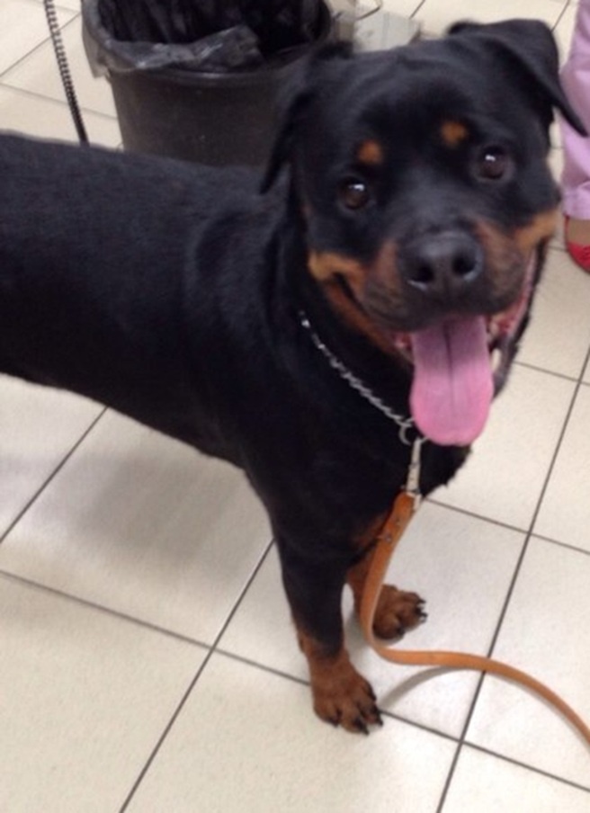 -Так я и рядом с кошками добрый!