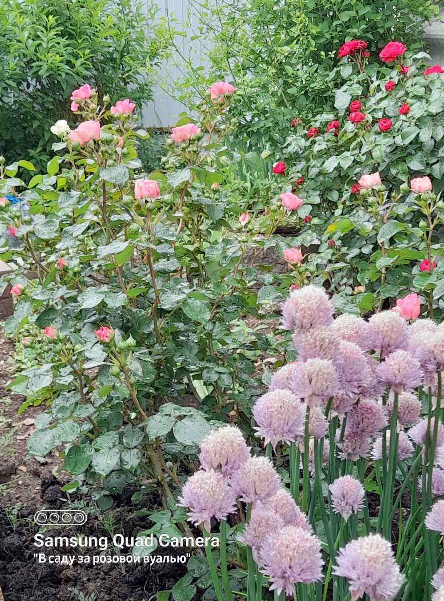 Baronesse, Tantau, 2009, флорибунда и Шнит-лук