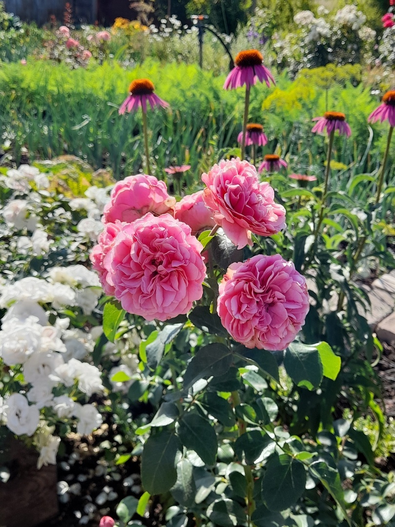 Leonardo da Vinci, Meilland, 1993, флорибунда + Aspirin Rose,Tantau,1997,флорибунда и Эхинацея пурпурная розовая