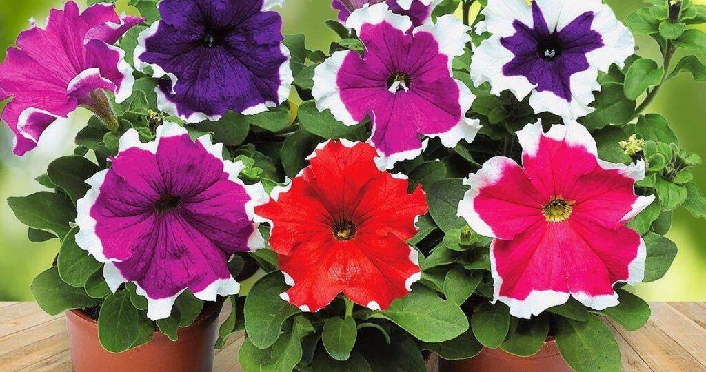 ⏰ СРОЧНО! Осталось 4 дня: что посеять в конце января, иначе летом останетесь без цветов