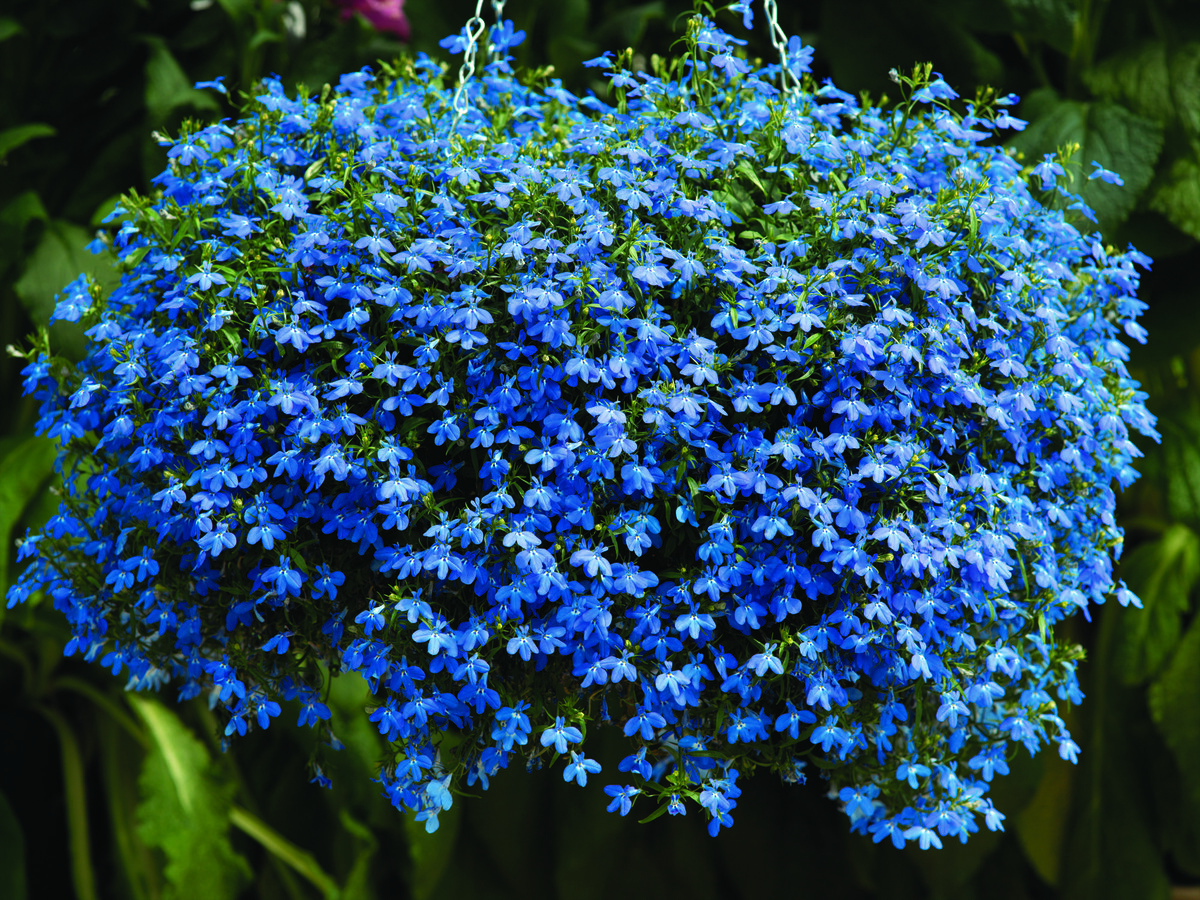 Красавица Лобелия