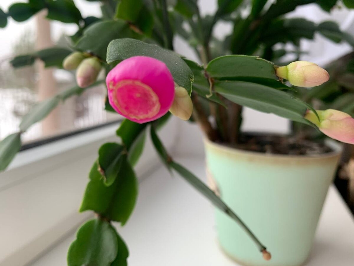 В ягодке семена декабриста. Переопылился скорее всего белый и розовый. Фото автора 