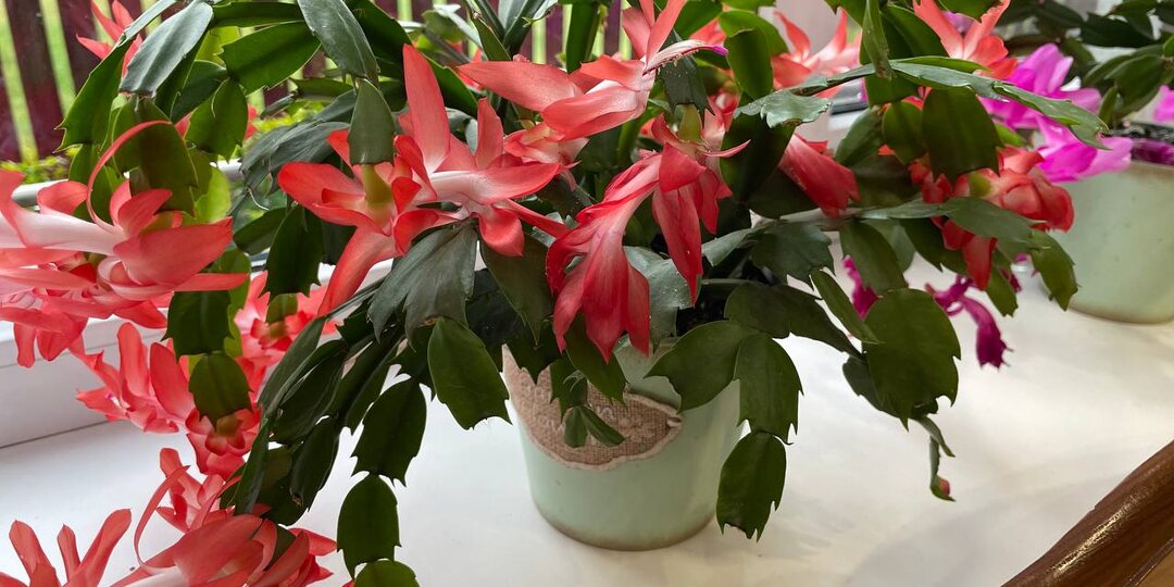 Выращивание декабристов по-мичурински