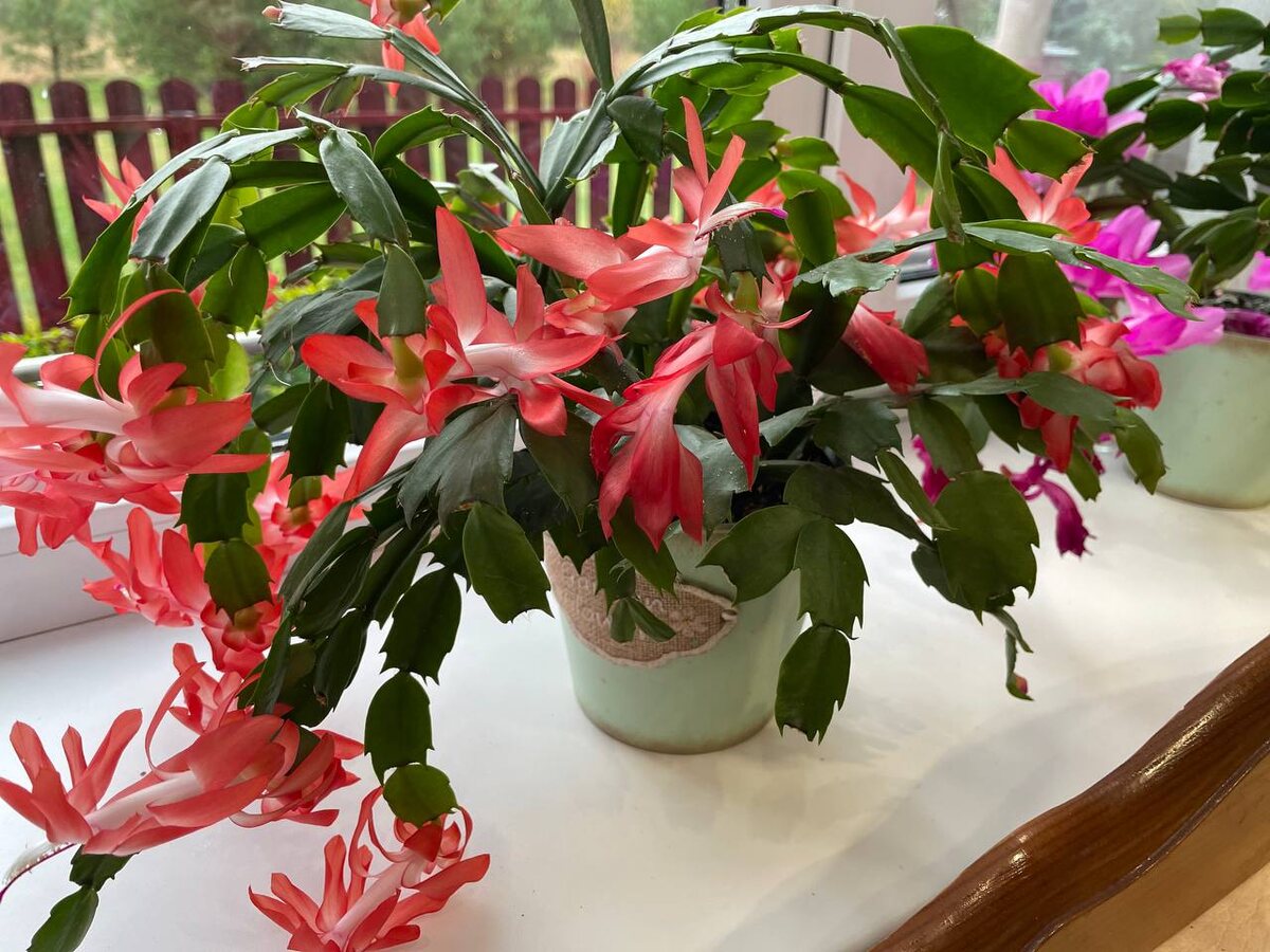 В горшках растут по два сорта. Другой сорт припоздняется с цветением. Фото автора