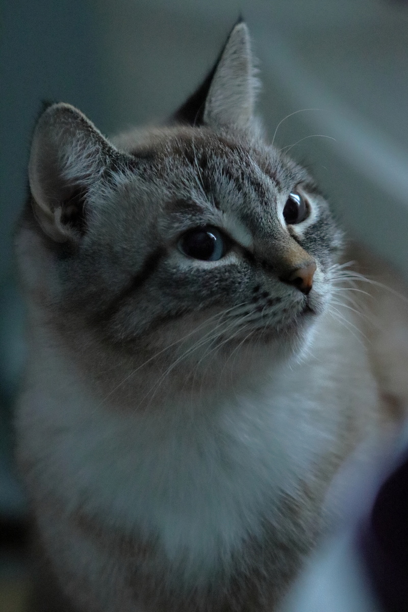 Canon EOS 90D f/2.8 1/500 ISO 6400