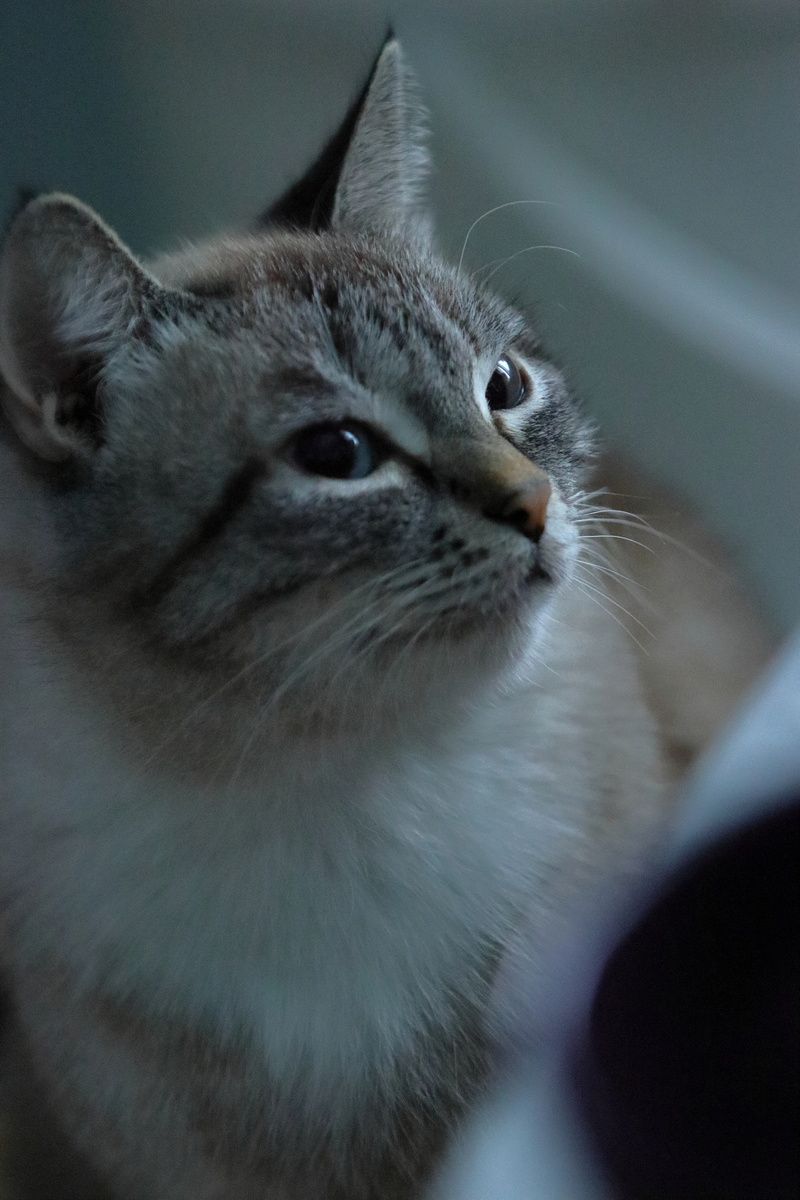 Canon EOS 90D f/4 1/250 ISO 4000