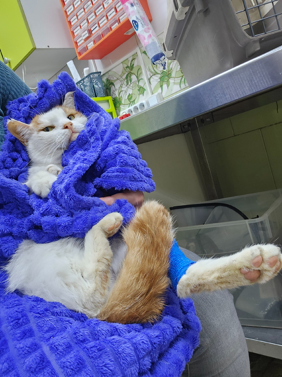 Фото автора. Боинг пожелтел, сдаём анализы в клинике. Сегодня надо везти на очередные анализы.