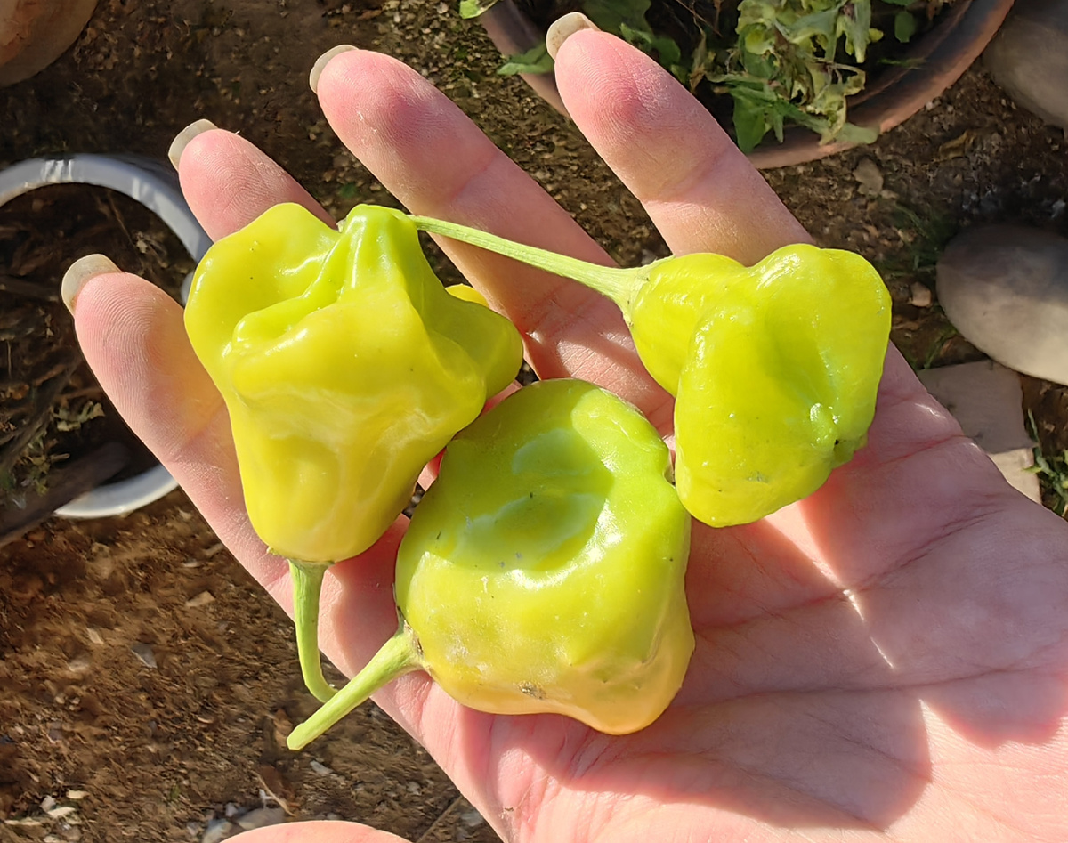 перец Aji Fantasy Острота: 0 - 1 500 shu