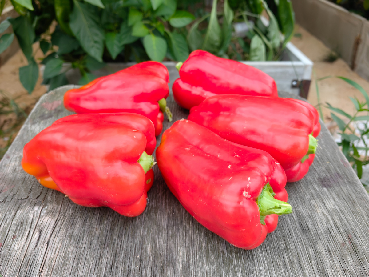 перец Джипси F1