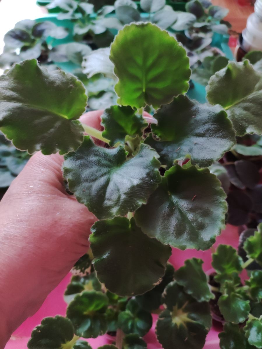 Таких деток я буду пересаживать.