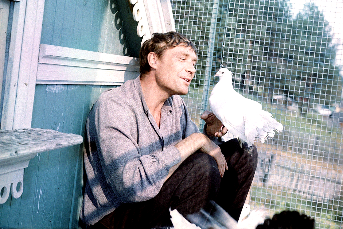 Кадр из фильма «Любви и голубей». Источник: https://www.starhit.ru/story/lyubov-i-golubi-aleksandra-mihaylova-neveroyatnaya-istoriya-v-lichnoy-jizni-aktera-253967/