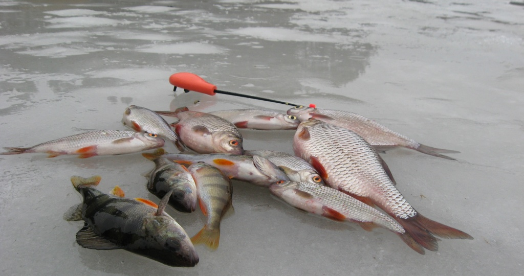 Когда рыба уже почти твоя — и именно тогда она сходит