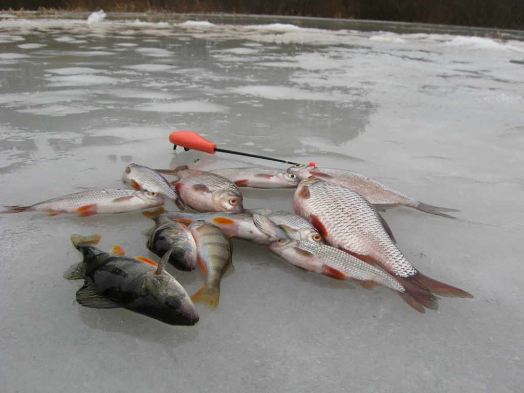 Когда рыба уже почти твоя — и именно тогда она сходит