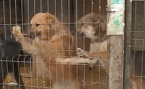     Красноярские волонтёры пытаются спасти сотни собак от эвтаназии