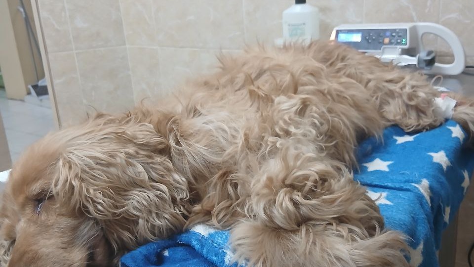 Очень грустно,когда из-за долгов питмоцы не могут получить мед.помощь