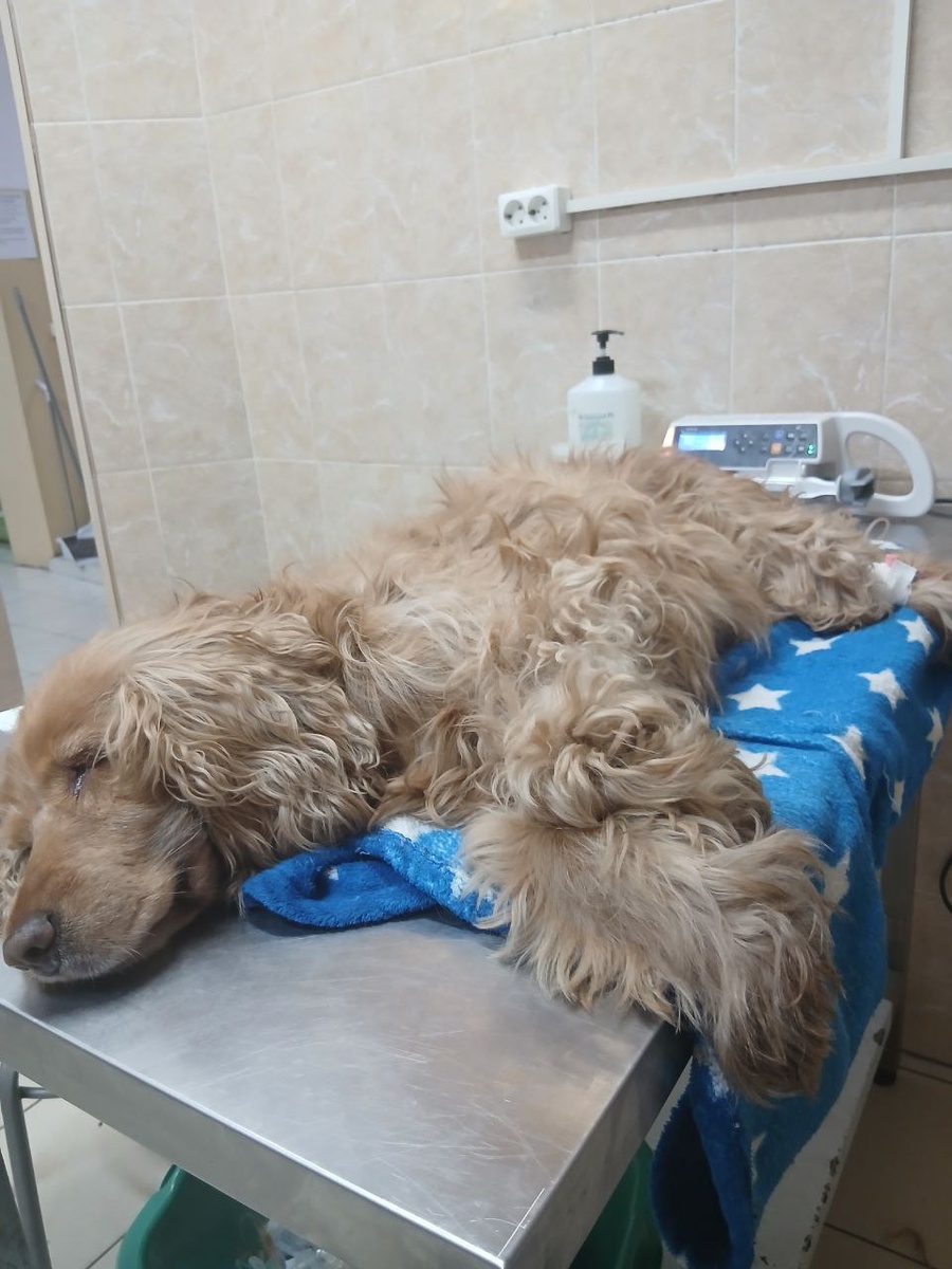 Луна, она проходит лечение, и регулярно нужна корректив, анализы. Луне назначили лекарство на которое у неё начались серьезные побочки, сейчас состояние немного стабилизировали, но надо лечить дальше Луна жительница нашего Центра реабилитации "Теремок"