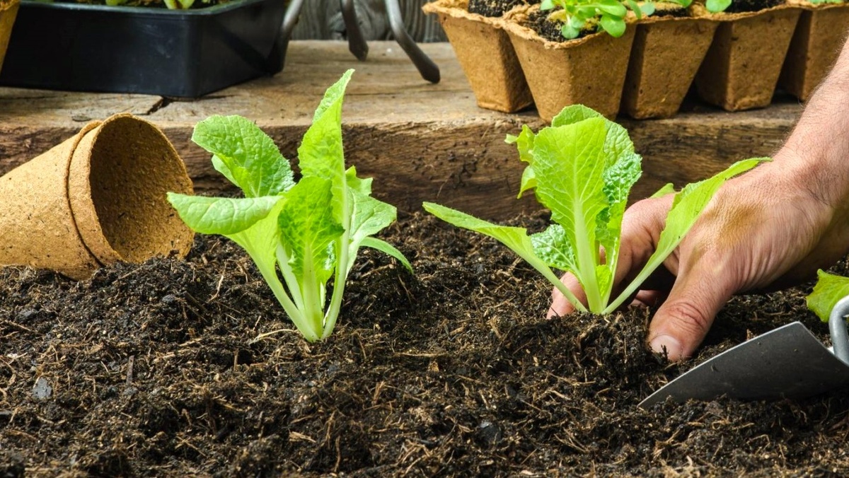 Первая зелень в теплице