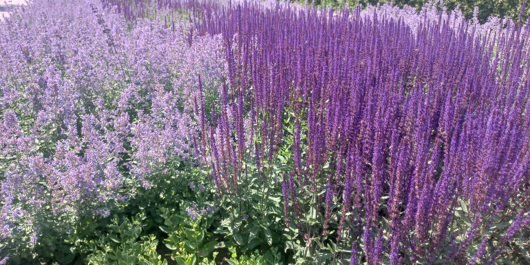 Сердце сироты. Глава 19.