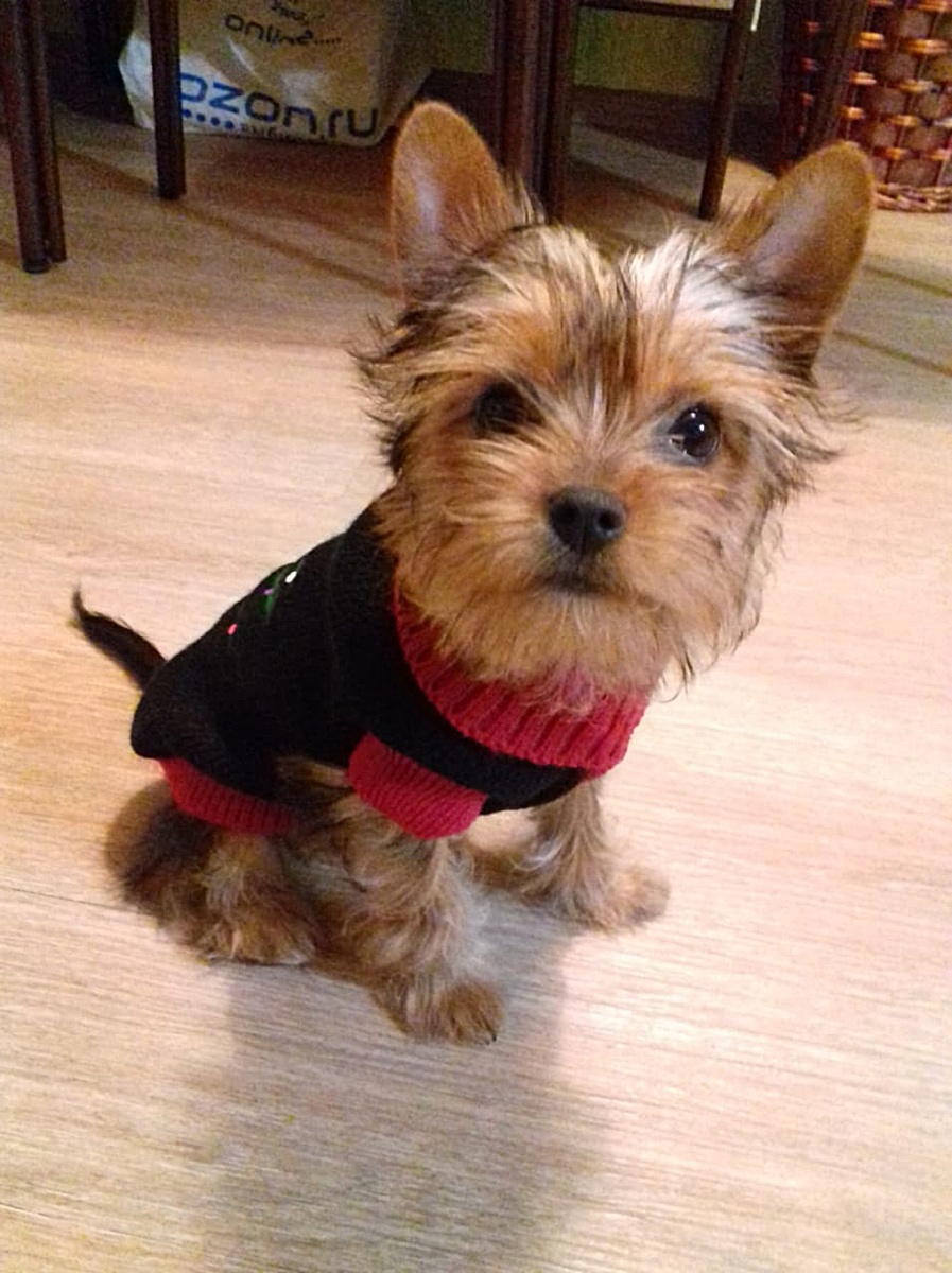 Айка подросла