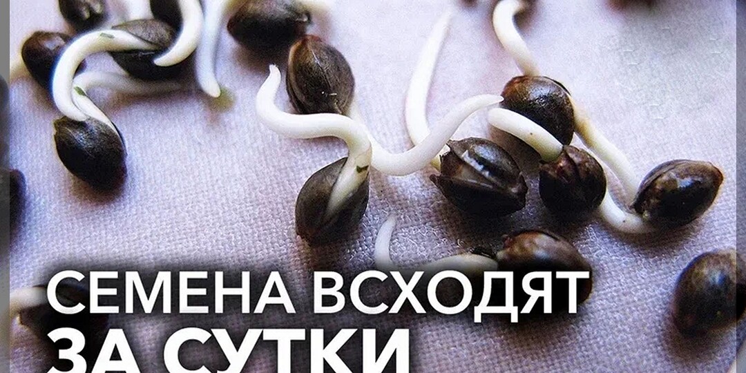 28 самодельных стимуляторов роста: проверенные рецепты для замачивания семян и укрепления рассады из подручных средств