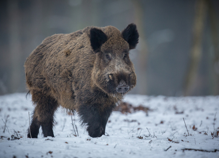 В России поднимают сумму штрафов за нарушение правил охоты