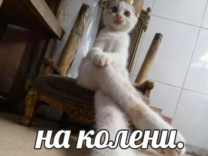 Пушистый юмор