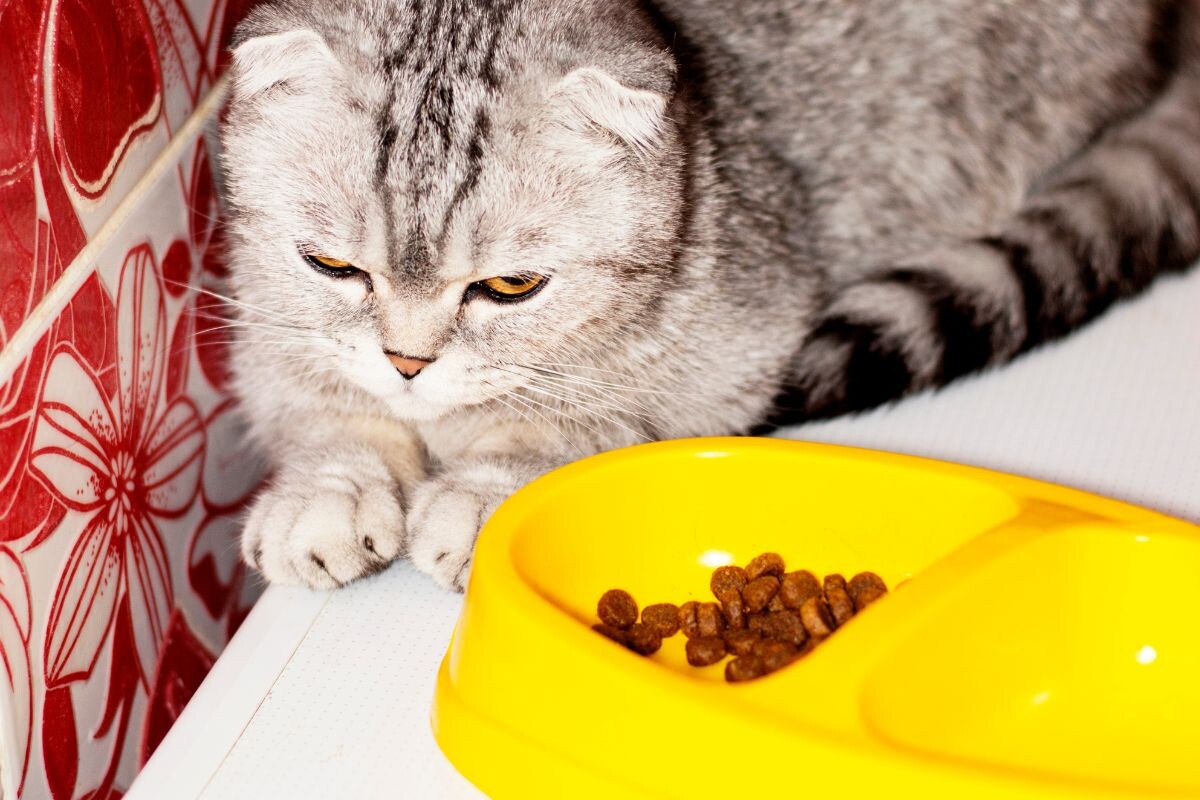 Кошка рядом с миской 