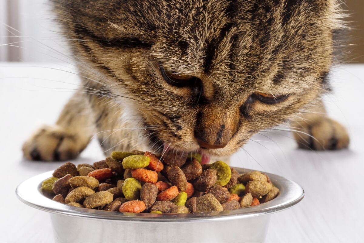 Кот ест корм 