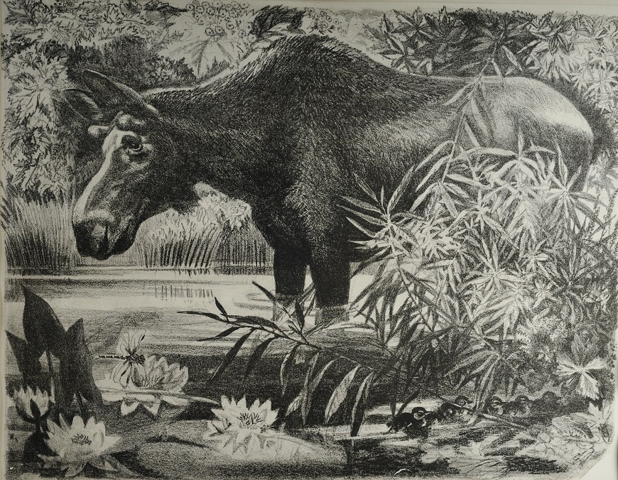 Бегма В.И. Лось. 1984г. Бумага, автолитография. РОМИИ