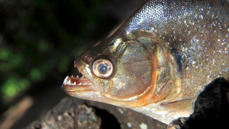     Десять человек пострадали при нападении стаи пираний на популярном курорте www.globallookpress.com/Jürgen & Christine Sohns/imageBROKER.com