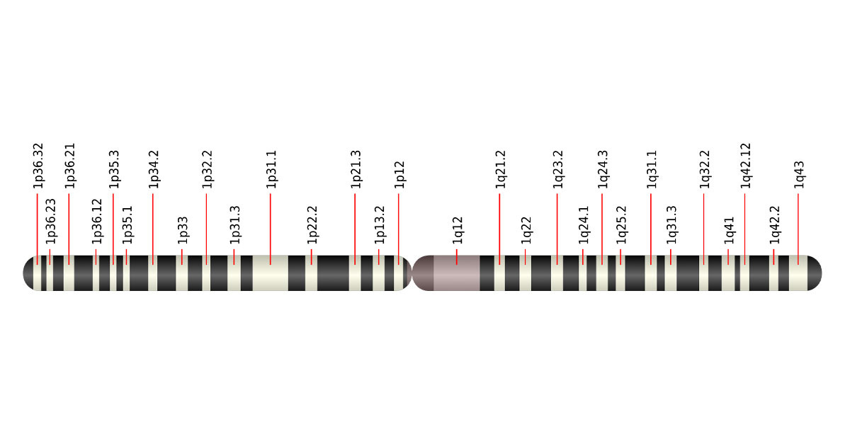 Идиограмма первой хромосомы человека. Изображение: Mysid / Wikipedia
