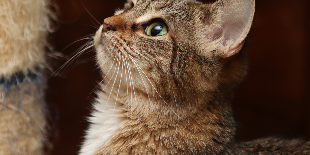 Держит в страхе больших котов, а сама боится остаться в приюте. Отважная Боня ищет того, кто разглядит за внешней неукротимостью нежную душу