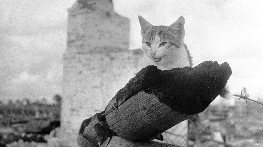 "По дорогам войны. На пепелище". Михаил Савин, август 1943 г. Г. Жиздра