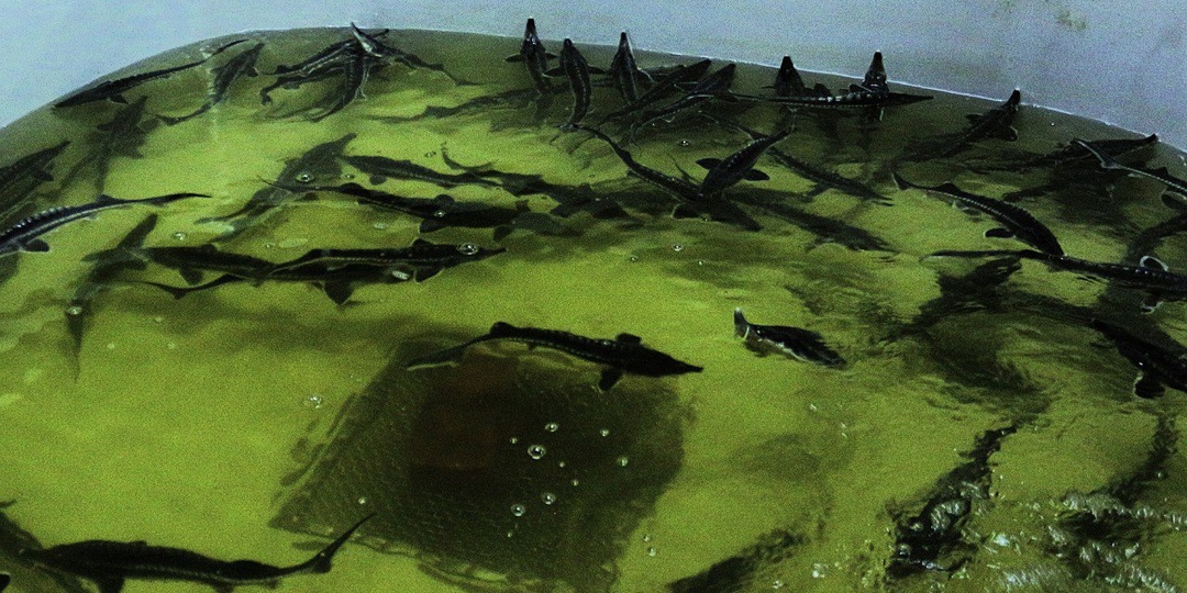 Астраханская аквакультура растёт вместе с ценами на рыбу