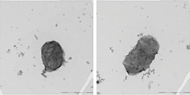    Фото: ТИБОХ ДВО РАН