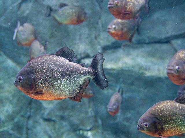    Фото: 123RF.com/dimakig