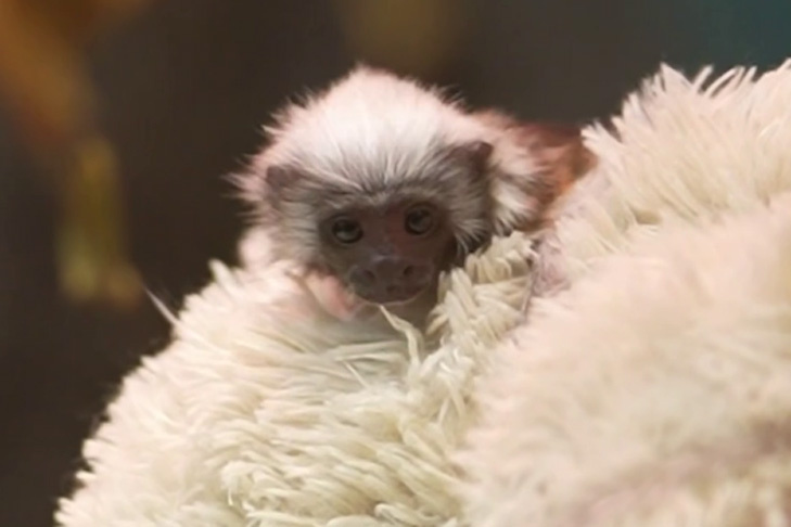    Кадр из видео Новосибирского зоопарка