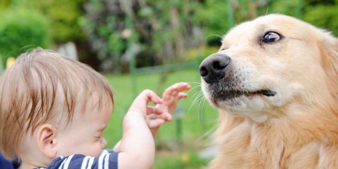 Собака рычит на ребёнка: почему ругать за это — фатальная ошибка